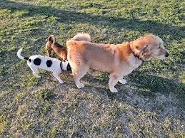 Silliman Dog Park photo 1